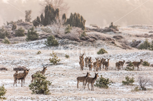 Red Deer (Cervus elaphus)