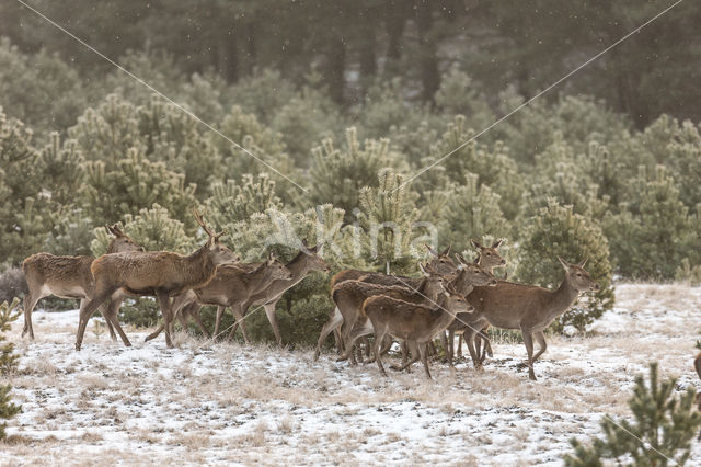 Red Deer (Cervus elaphus)