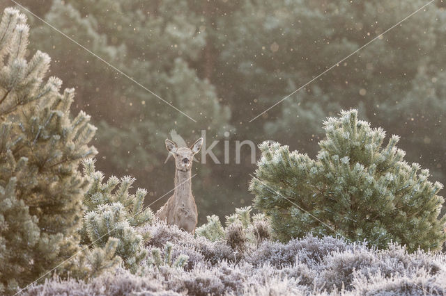 Red Deer (Cervus elaphus)