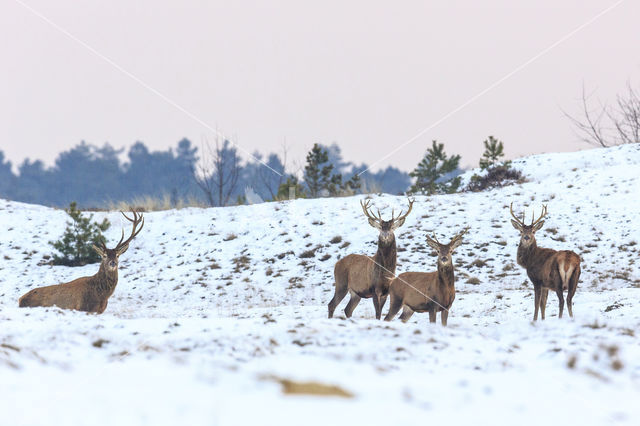 Red Deer (Cervus elaphus)