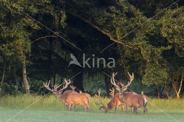 Red Deer (Cervus elaphus)