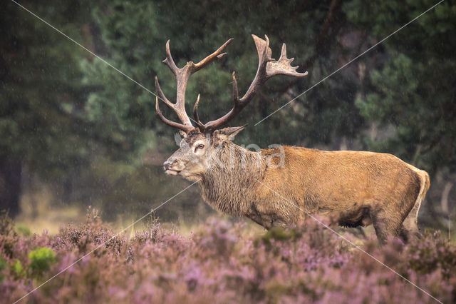 Red Deer (Cervus elaphus)