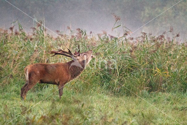 Red Deer (Cervus elaphus)