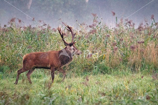 Red Deer (Cervus elaphus)