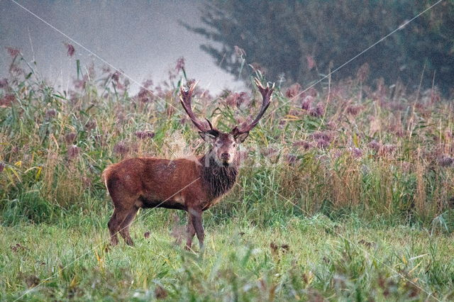 Red Deer (Cervus elaphus)