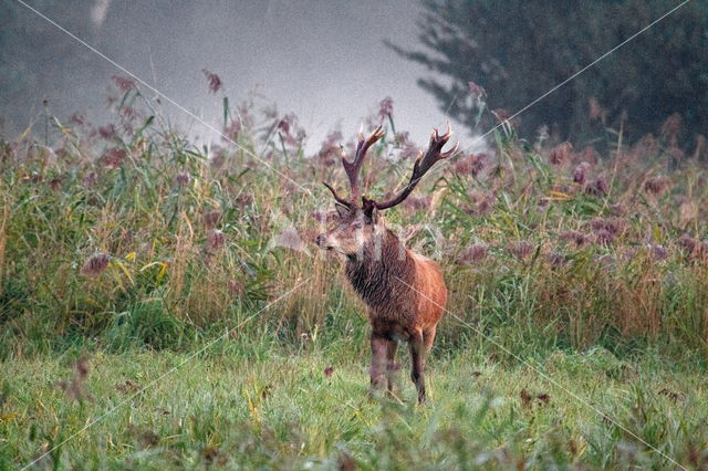 Red Deer (Cervus elaphus)