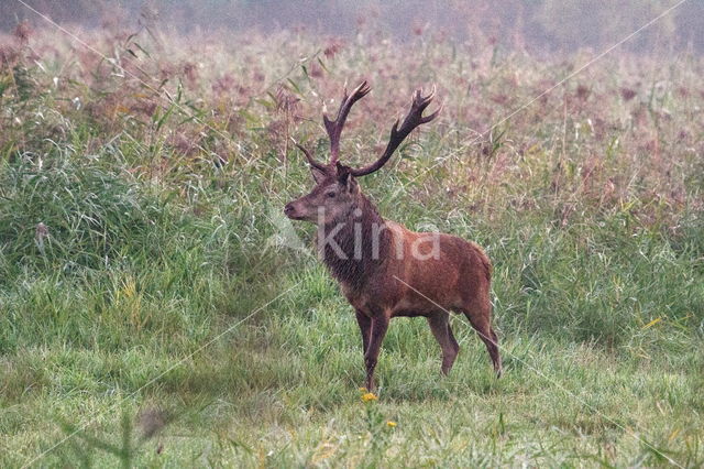 Red Deer (Cervus elaphus)