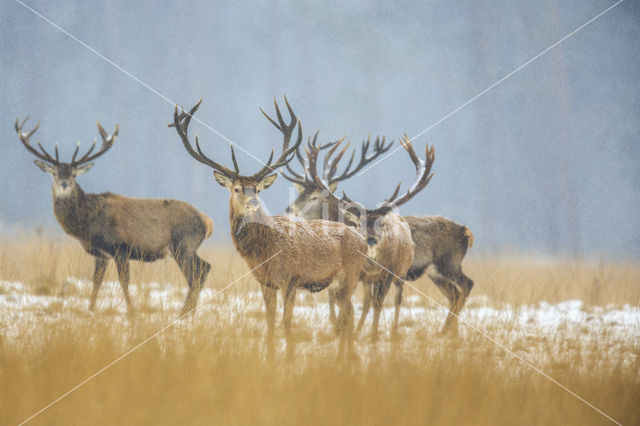 Red Deer (Cervus elaphus)