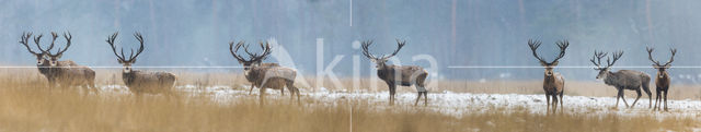 Red Deer (Cervus elaphus)