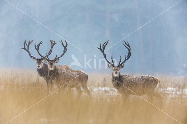 Red Deer (Cervus elaphus)