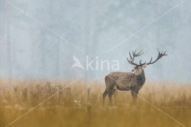 Red Deer (Cervus elaphus)