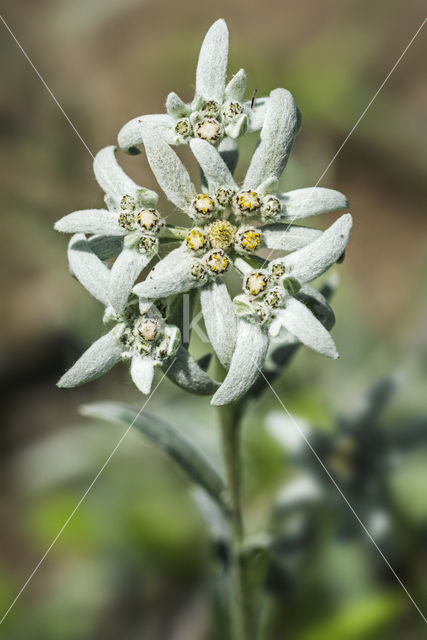 Edelweiss (Leontopodium alpinum)