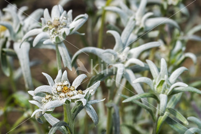 Edelweiss (Leontopodium alpinum)