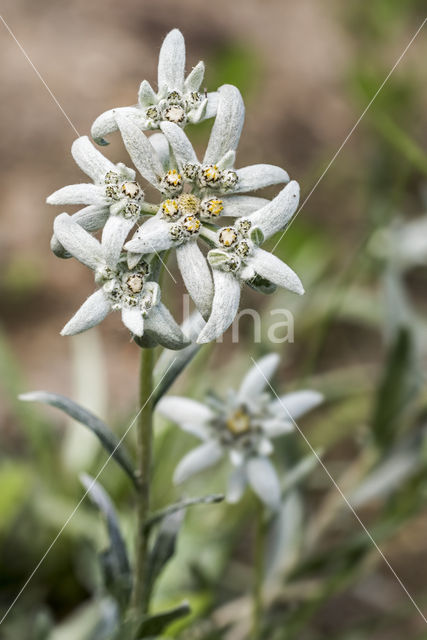 Edelweiss (Leontopodium alpinum)