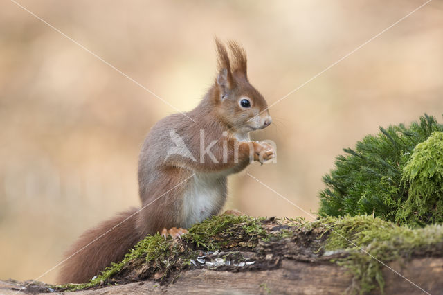 Red Squirrel (Sciurus vulgaris)