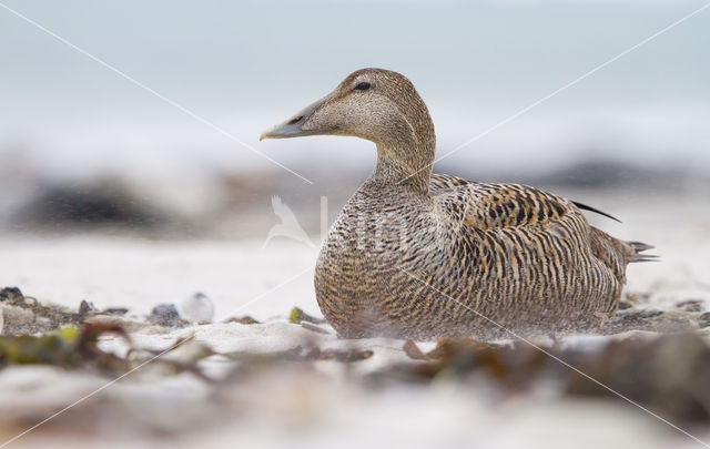 Eider (Somateria mollissima)