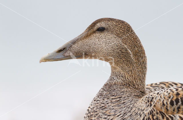 Eider (Somateria mollissima)