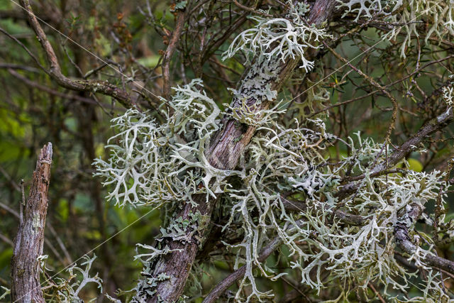 Oakmoss lichen (Evernia prunastri)