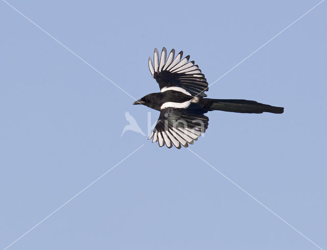 Black-billed Magpie (Pica pica)