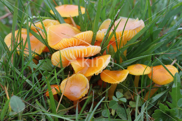 Butter Waxcap (Hygrocybe ceracea)