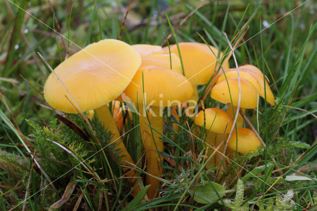 Butter Waxcap (Hygrocybe ceracea)