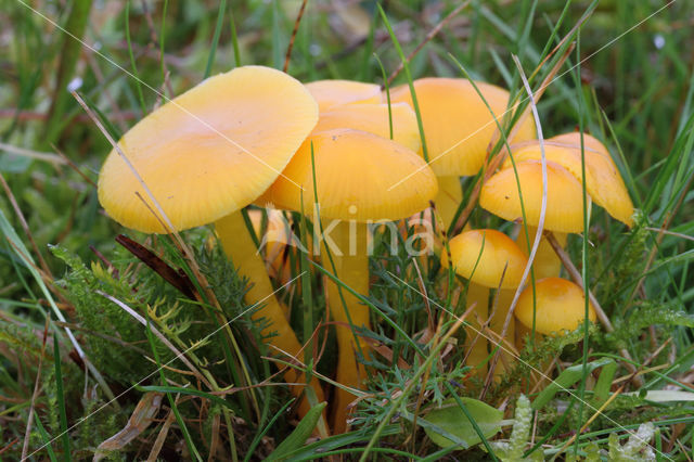 Butter Waxcap (Hygrocybe ceracea)