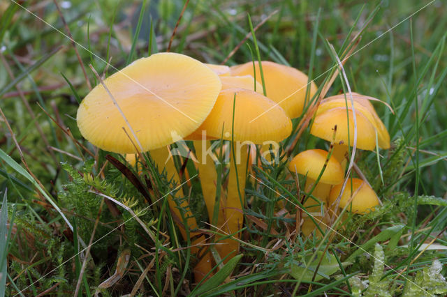 Butter Waxcap (Hygrocybe ceracea)