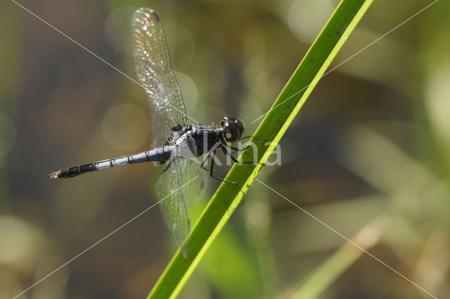 Erythrodiplax lativittata