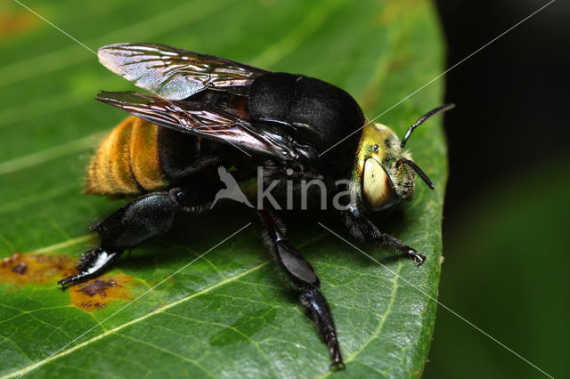 Eufriesea pulchra