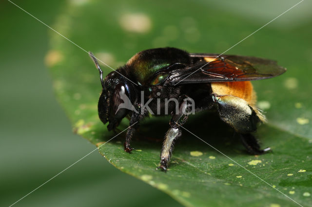 Eufriesea surinamensis