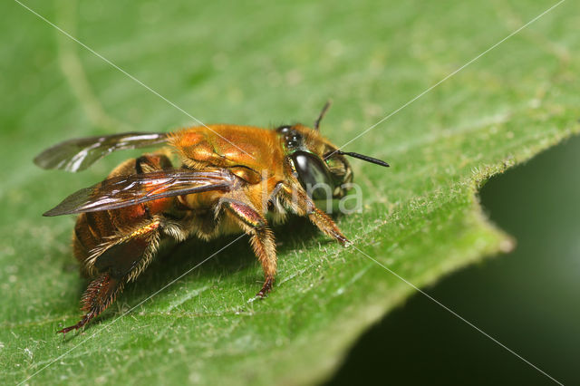 Euglossa perfulgens