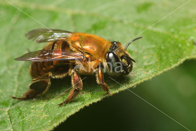 Euglossa perfulgens