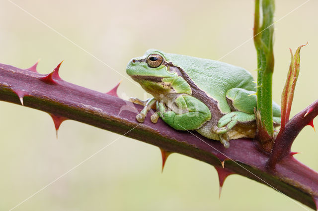 European Tree Frog (Hyla arborea)