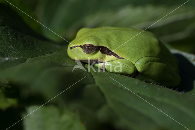 European Tree Frog (Hyla arborea)