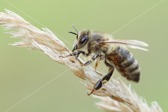 honey bee (Apis mellifera mellifera)