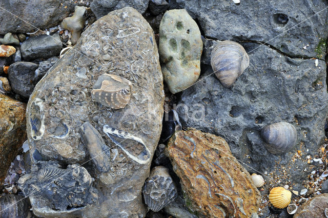 deposit of shells on the beach