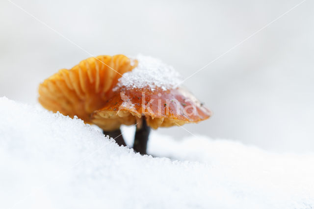 Fluweelpootje (Flammulina velutipes)