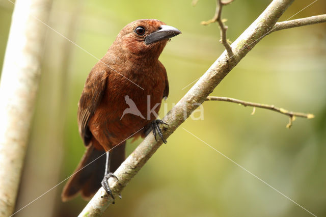 Silver-beaked Tanager (Ramphocelus carbo)