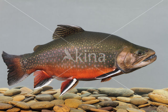 Arctic charr (Salvelinus alpinus)