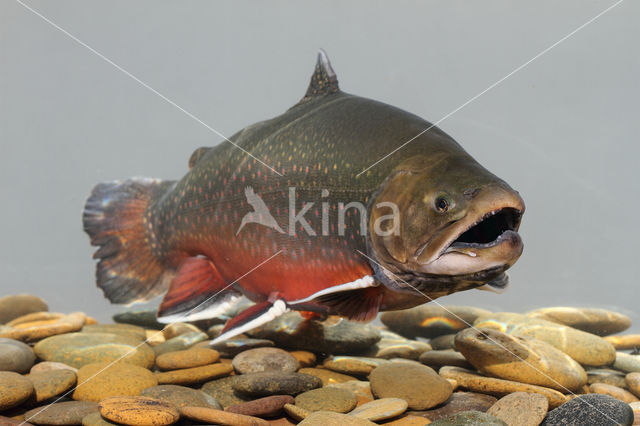 Arctic charr (Salvelinus alpinus)