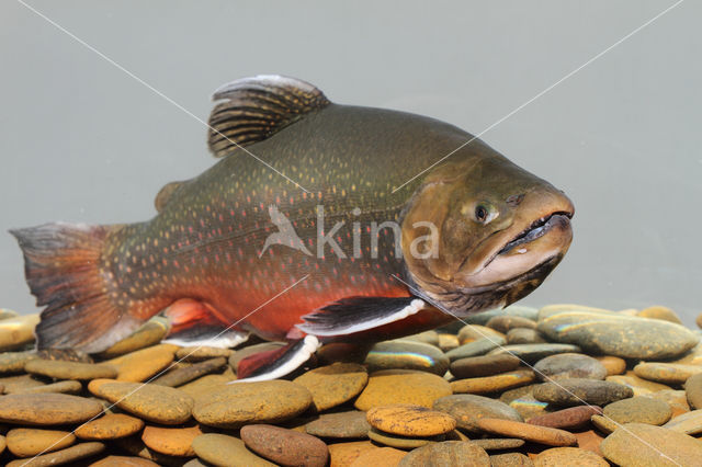 Arctic charr (Salvelinus alpinus)