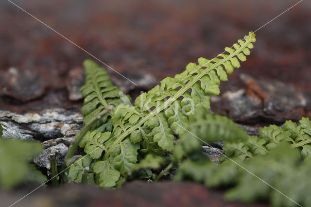 Forez-streepvaren (Asplenium foreziense)