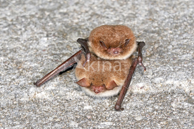 Franjestaart (Myotis nattereri)