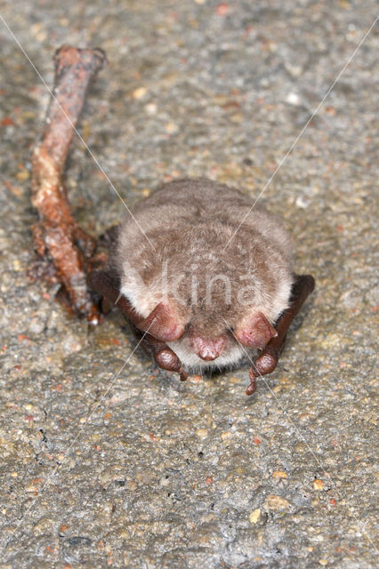 Franjestaart (Myotis nattereri)