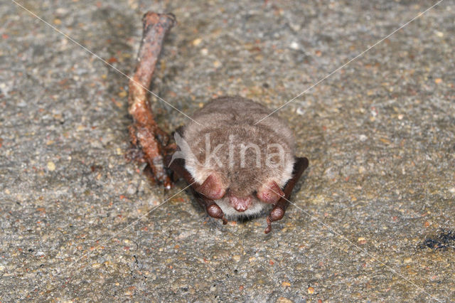 Franjestaart (Myotis nattereri)