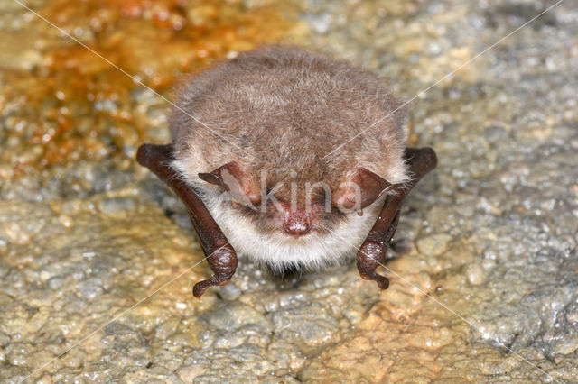 Franjestaart (Myotis nattereri)