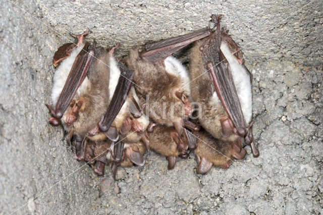 Franjestaart (Myotis nattereri)