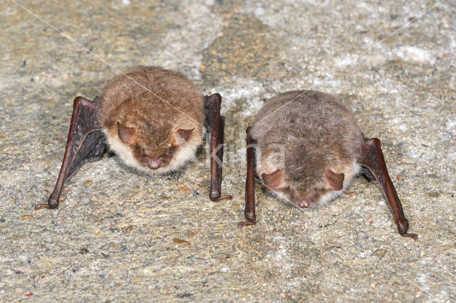 Franjestaart (Myotis nattereri)