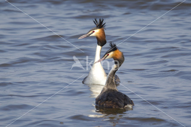 Great Crested Grebe (Podiceps cristatus)