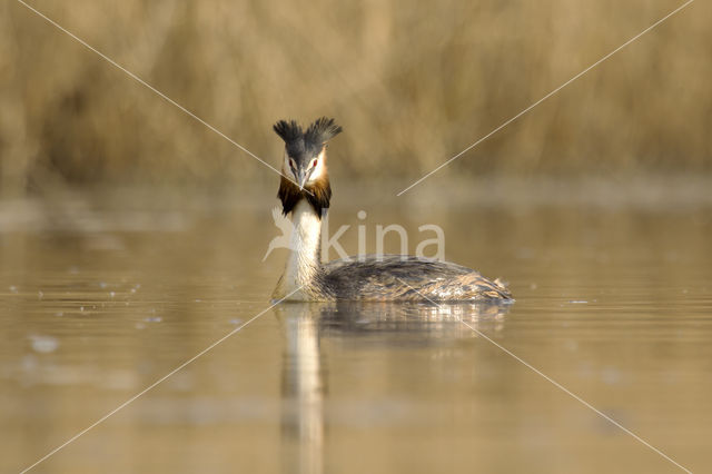 Great Crested Grebe (Podiceps cristatus)